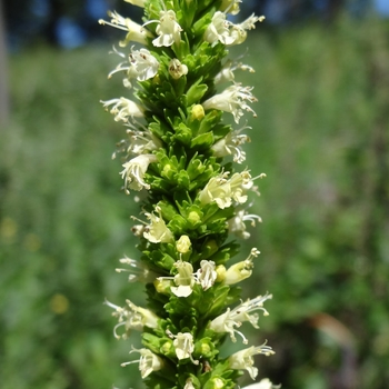 Agastache nepetoides