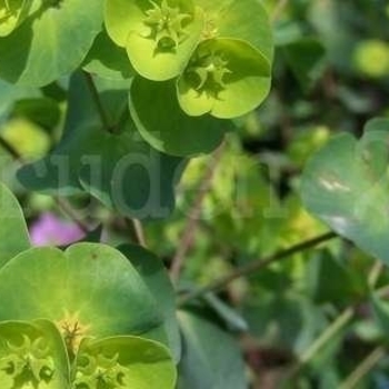 Euphorbia amygdaloides 'Craigieburn' 