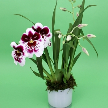 Miltonia grex 'Rodeo' 