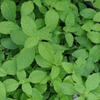 Mentha arvensis