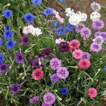 Centaurea cyanus 'Boy Mix' 