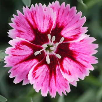 Dianthus 'Sp11 TYR04' 