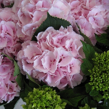 Hydrangea macrophylla 'Cotton Candy' PP23675