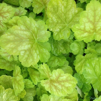 Heuchera 'Pretty Perrine' 