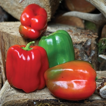 Capsicum annuum 'Lady Bell' 