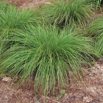 Carex albicans