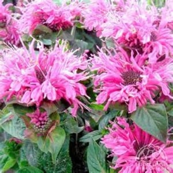 Monarda didyma 'Cranberry Lace' 