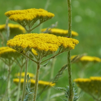 Achillea filipendulina 'Parker's Variety' 