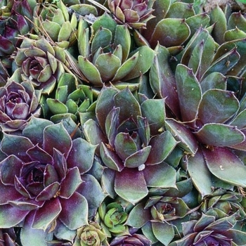 Sempervivum 'Krebs 2' 