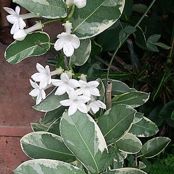 Stephanotis floribunda 'Variegata' 