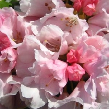 Rhododendron 'Mardi Gras' 