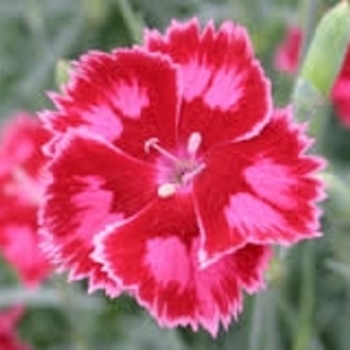 Dianthus 'Strawberry Sorbet' 