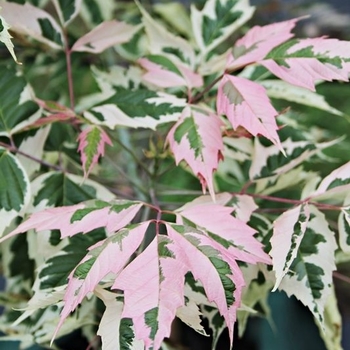 Acer negundo 'Flamingo' 