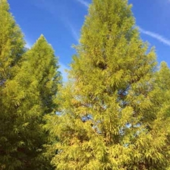 Taxodium distichum 'Sofine' PP13431