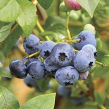 Vaccinium ashei 'Woodard' 