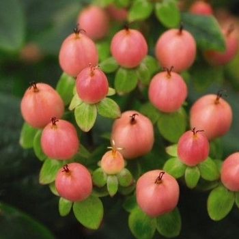 Hypericum x inodorum 'kolmbeau' PP13532