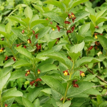 Lonicera involucrata