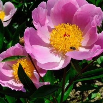 Paeonia 'Nymphe' 