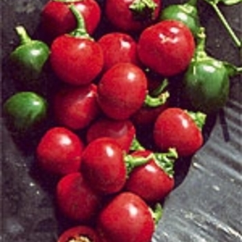 Capsicum annuum 'Sangria' 