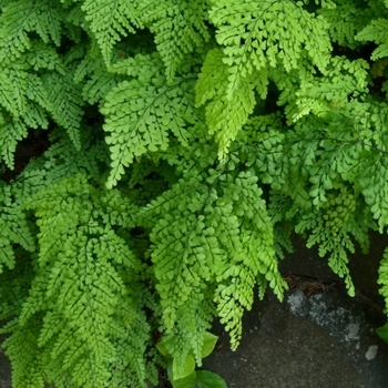 Adiantum venustum