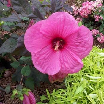 Hibiscus 'Royal Gems' 