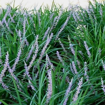 Liriope muscari 'New Blue™' 