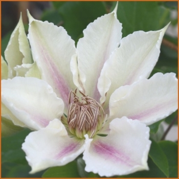 Clematis 'Evipo063' 