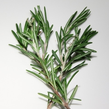 Rosmarinus officinalis 'Gorizia' 