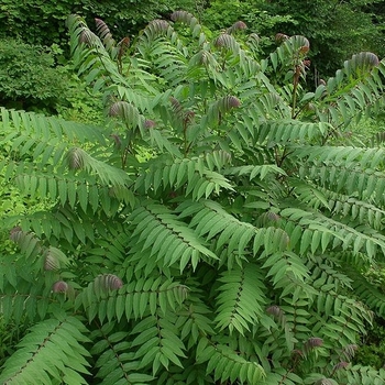 Rhus glabra var. cismontana