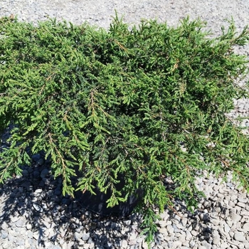 juniperus communis 'Effusa' 