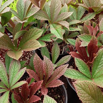 Rodgersia henrici 'Cherry Blush' 