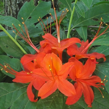 Rhododendron bakeri