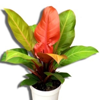 Philodendron 'Prince of Orange' 