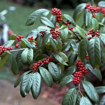 Rhamnus caroliniana