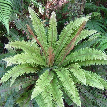 Blechnum discolor