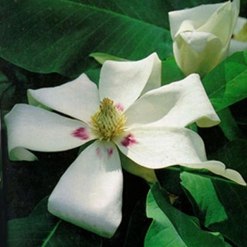 Magnolia ashei