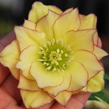 Helleborus 'Sunshine Ruffles' 