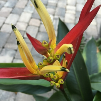 Heliconia psittacorum 'Lady Di' 