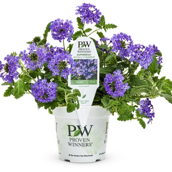 Verbena 'AKIV571-1' PP 23,051, Can 4384