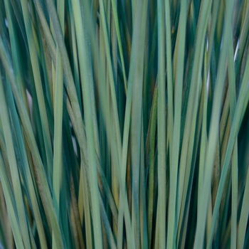 Juncus pallidus ColorGrass® 'Javelin'