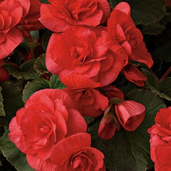 Begonia x hiemalis Solenia® 'Red'