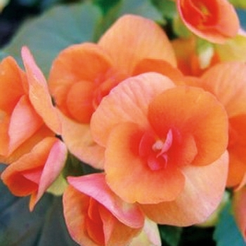 Begonia x hiemalis 'Batik'