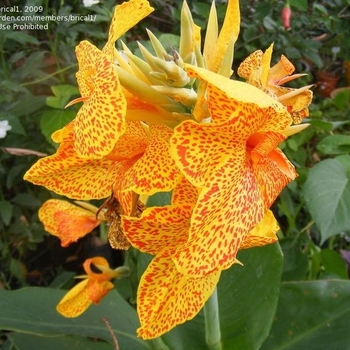 Canna 'Tenerife' 