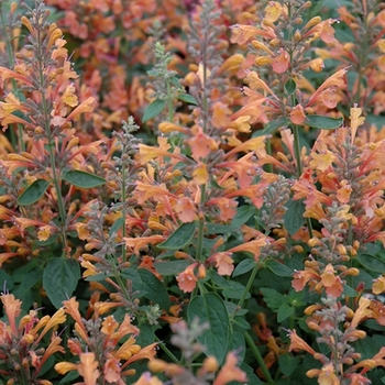 Agastache 'Orange' 