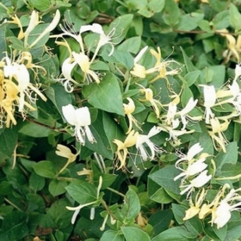 Lonicera hildebrandiana