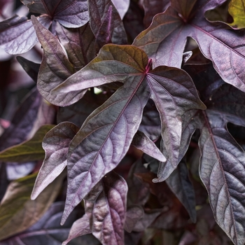 Ipomoea batatas Proven Accents® 'Sweet Caroline Raven™'