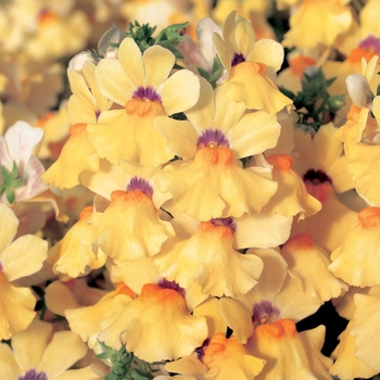 Nemesia 'Papaya' 