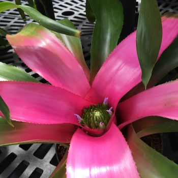 Neoregelia 'Cotton Candy' 