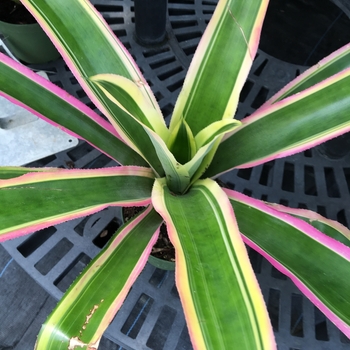 Aechmea lueddemanniana 'Mend' 