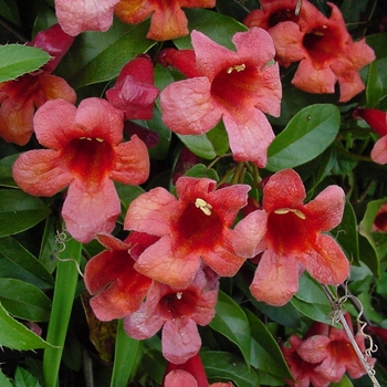 Bignonia capreolata 'Dragon Lady' 